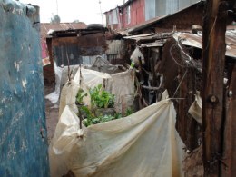 View of an alleyway in the slum showing the sack gardens many women now grow.