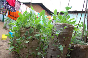 One of the artificial sack gardens in Kibera.
