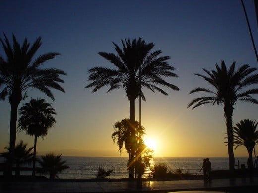 Sunset and palms on Tenerife