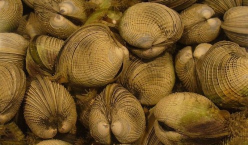 Cockles are found in several places gobally and in several varieties, these being caught in New Zealand. (Photo, public donaim.)
