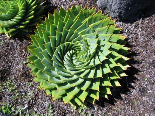 Succulent
