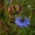 the flowers of black seed the flowers of black seed