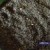 seeds seeds