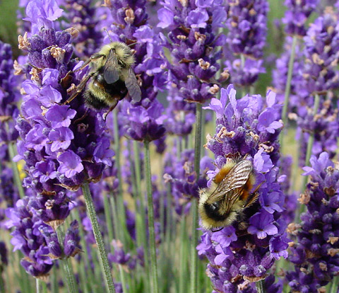 Lavender is involved in a huge number of relaxing herbal remedies.
