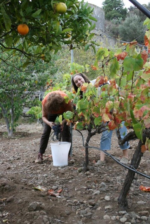 Working on the farm