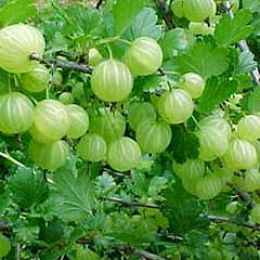 Natural Herb Indian gooseberry  or Amla fruit