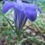 Gentian Violet - Apply as natural Anti Bacterial and Anti Fungal Gentian Violet - Apply as natural Anti Bacterial and Anti Fungal