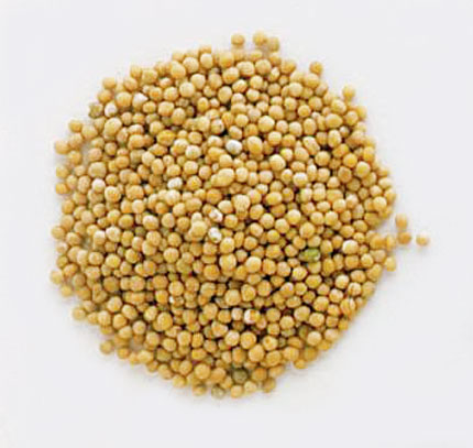 Yellow mustard seeds
