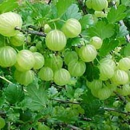 Amla herb