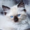 sweet kitten profile image