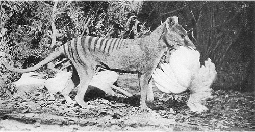 Tasmanian Tiger
