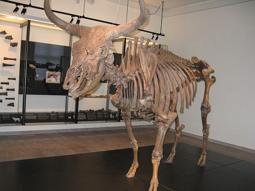 An Auroch in a Museum 