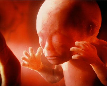 ..and here's a baby in the womb...