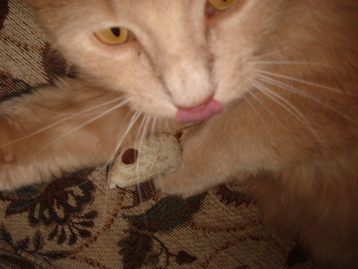 This mouse doesn't taste so good!