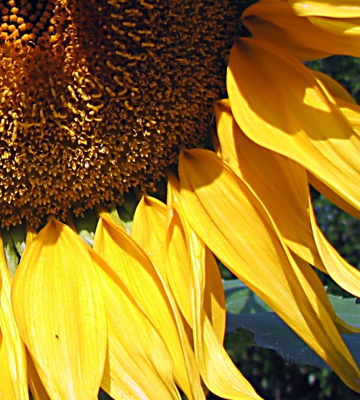 Sunflowers are easy to sprout and grow and the seeds are a favorite with birds!