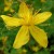 St. John's Wort is a fast growing, flowering vine that is used often to treat depression St. John's Wort is a fast growing, flowering vine that is used often to treat depression