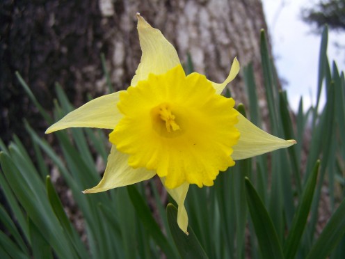 Cheery Yellow Tennessee Daffodil.