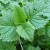 Lemon balm plant (image from Smoobs on Flickr) Lemon balm plant (image from Smoobs on Flickr)