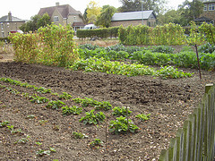 Another Productive Garden.