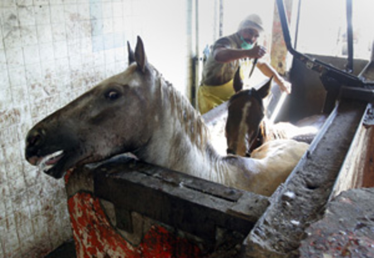 The Ugly Truth About Unwanted Horses