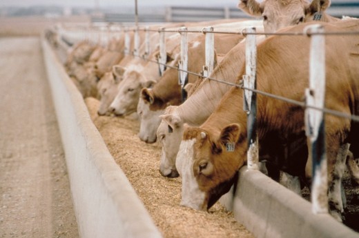 In feedlots, food is presented so cattle don't have to go looking for it like they do in a pasture setting.