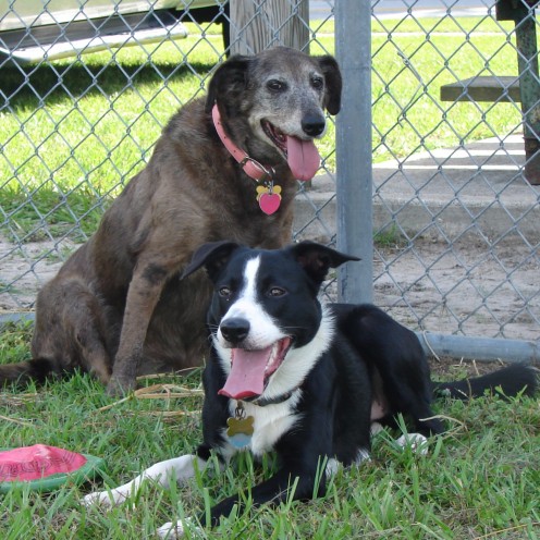 Two friends, Dottie and Belle