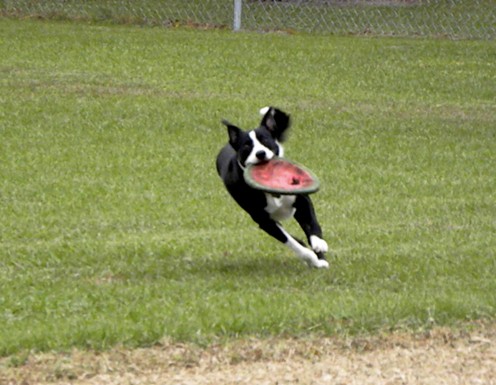 This is one healthy, active dog!