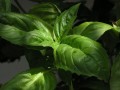 Herbal Remedies- Medicinal Uses of Common Herb Garden Herbs