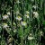 chamomile chamomile