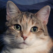 Jennisis profile image
