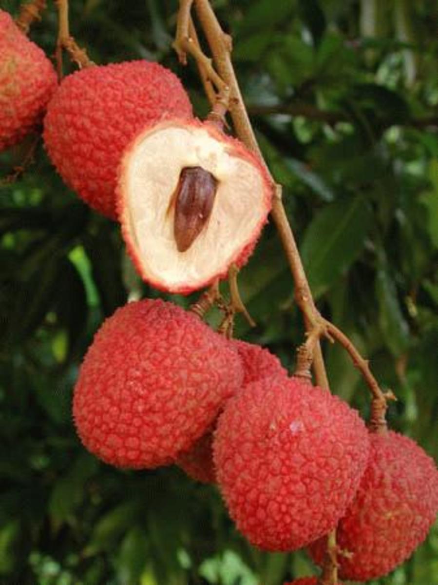 The lychee fruit is a super food!