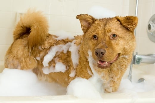 Taking a bath is fun! Woof!