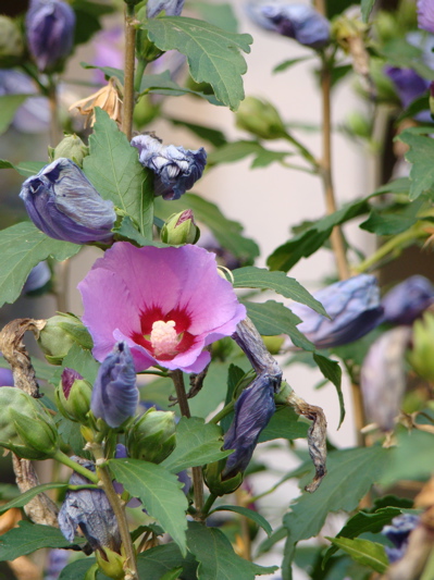 An amazing array of flowers to source our volatile pure essential oils. 