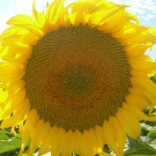 sunny300 profile image