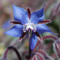 Borage seed