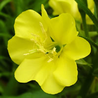 Evening primrose