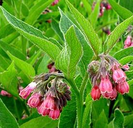 Comfrey botanical name - Symphytum officinale - popular name - Miracle Herb 