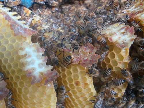 Beekeeping, a unique hobby.