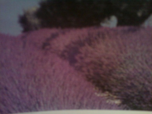 Lavender