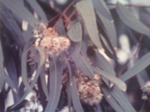 Eucalyptus 