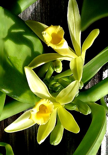 This sweet smelling flower (vanilla)produces oil that can reduce stress, protect skin, act as an aphrodisac and boost immunity.