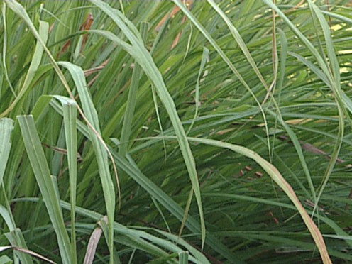 Citronella, otherwise known as lemongrass is commonly used in South-east Asia as a culinary herb to stimulate blood circulation, kills intestinal worm. It also possesses antibacterial, anti-depressant, antispasmodic qualities.