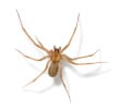 Here is the Brown Recluse - more dangerous than the black widow, in my opinion, because it looks so drab. Its venom is the necrotic type: it will cause your flesh to rot, EW! So take note of the violin-shape on her back, and beware.