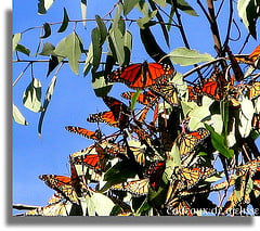 A flock of Adult Monarchs in a Butterfly Sanctuary/ 