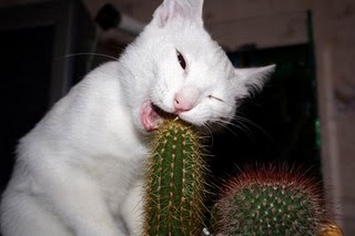 Stupid Cats chewing on something he shouldn't or to the dirty minded peeps...that's one big cactus!