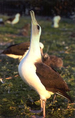 Phoebastria immutabilis (Laysan Albatross) breeding.