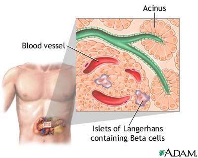 Islets of Langerhans 