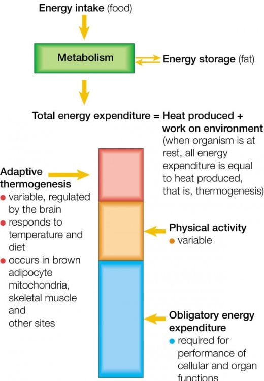 Adaptive Thermogenesis 