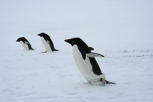 Penguins at Antarctica!