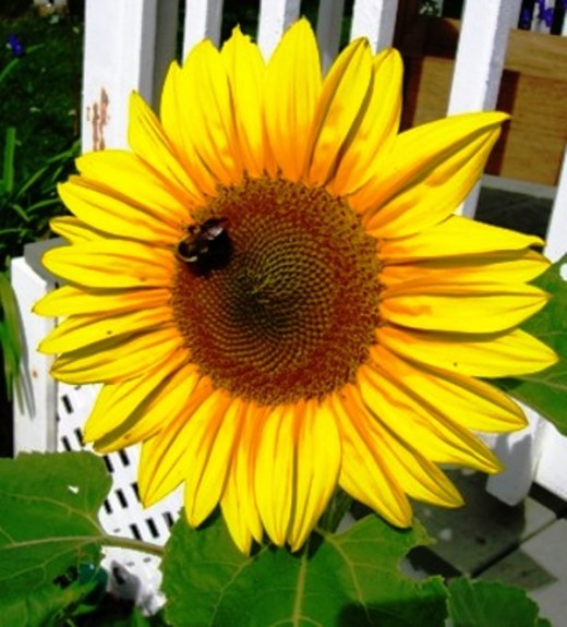 A garden without at least one sunflower is just not right. Bob Ewing photo